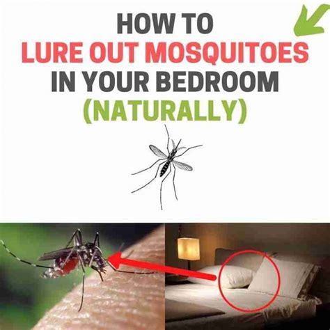 How to get rid of mosquitoes in house. Things To Know About How to get rid of mosquitoes in house. 
